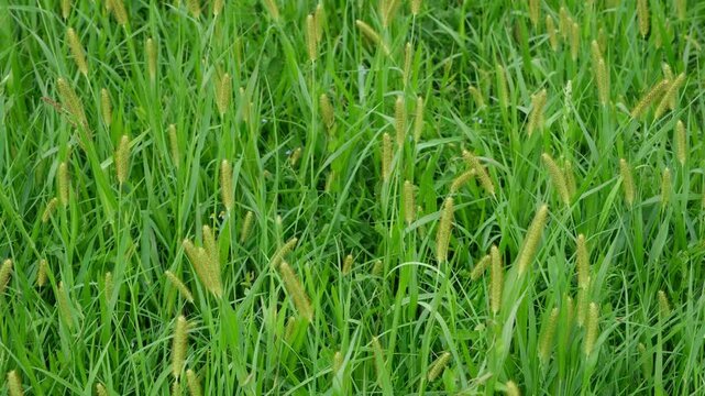 Wildgewachsene Fuchsschwanz Gr&auml;ser in einer Natur Wiese. Wiesenfuchsschwanz geh&ouml;r zur Familie der S&uuml;&szlig;gr&auml;ser und w&auml;chst wild im Gras