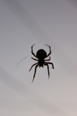 spider on the web