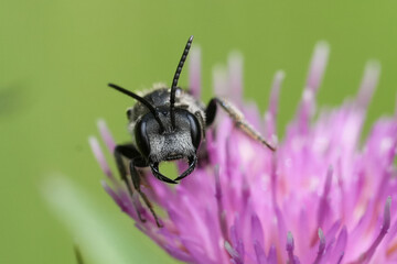 Closeup on a the male of the endangered giant furrow bee, Lasioglossum majus on a purple knapweed flower