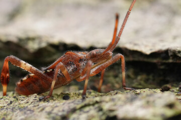 Closeup on a nymph larvae of the Western conifer seed bug, Leptoglossus occidentalis