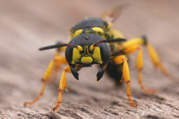Closeup on a threatening colorful Sand Tailed Digger Wasp Cerceris arenaria on wood