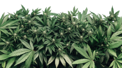 Close-Up of Marijuana Plant with Green Leaves Isolated on White Background