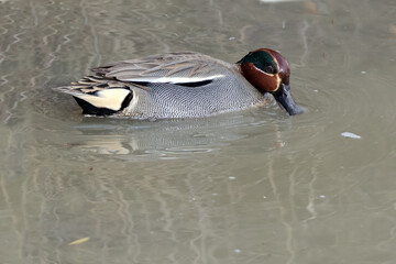 une sarcelle d'hiver vue de profil © helenedevun
