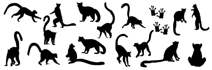 Lemurs, black silhouettes in different poses. Shadows of lemurs. Paw prints