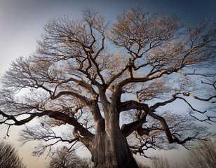 a tree without leaves on its branches and none on the trunk
