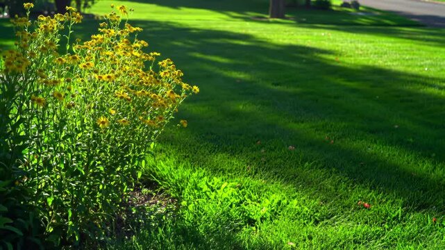 Goldenrod Glow: Sun-Kissed Garden Scene