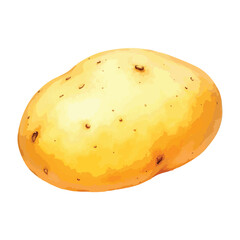 potato isolated on white