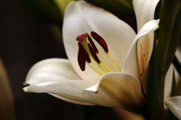 An open lily bud. The petals, pistil and stamens are clearly visible