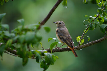 Obraz premium Wildlife - Birds. The black redstart (Phoenicurus ochrurus) bird lives on rocky slopes, upland villages and cities. They are mostly found at high altitudes, but in winter they descend to the seashore.