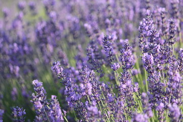 lavender field 