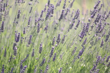 lavender field