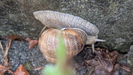 Weinbergschnecke