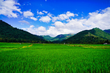 Lush green paddy fields amidst the central highlands en route from Kandy to Anuradhapura near Kandy,Central Provinces,Sri Lanka