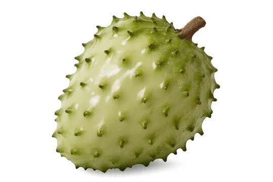 Rotating soursop fruit isolated on a transparent background with an alpha channel, highlighting its unique texture and vibrant green color