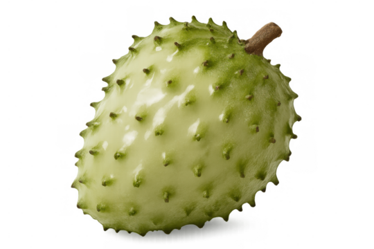 Rotating soursop fruit isolated on a transparent background with an alpha channel, highlighting its unique texture and vibrant green color