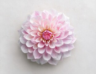 A delicate, pale pink dahlia.  Close-up, top view
