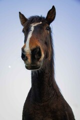 portrait of a horse