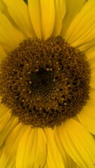 Sonnenblume