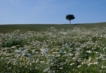 One tree standing alone in the fields behind many daisy flower plants