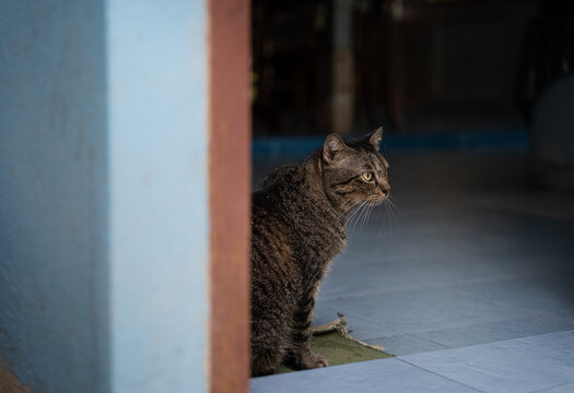 cat on the window