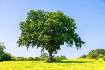 One tree in the green fields of countryside and blue sky