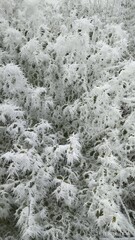 the beauty of the frost