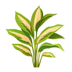 2D flat vector illustration of a Ctenanthe in icon style, isolated on white background