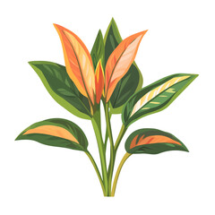 Flat 2D Ctenanthe illustration, vector graphic in icon style, on white background