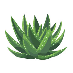 2D flat vector illustration of a Haworthia in icon style, isolated on white background
