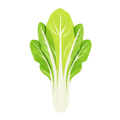 Minimal flat vector of a Endive, 2D icon-style illustration on white background