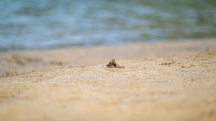 A beautiful butterfly resting on the sand at a beach