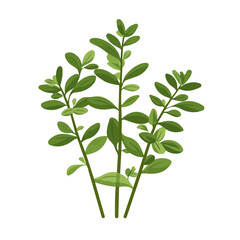 Garden Thyme, flat style 2D vector image, isolated on a white background