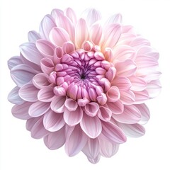 Delicate Pink Flower Bloom with Layered Petals in Soft Gradients and Intricate Center Design