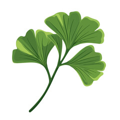 Flat 2D Ginkgo Biloba illustration, vector graphic in icon style, on white background