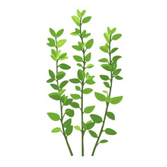 2D flat vector illustration of a Garden Thyme in icon style, isolated on white background