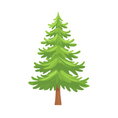 Fototapeta premium 2D flat vector illustration of a Fir Sapling in icon style, isolated on white background