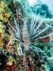 Juvenile Lionfish (pterois volitans) invasive at the reef