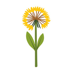 Flat 2D Dandelion illustration, vector graphic in icon style, on white background