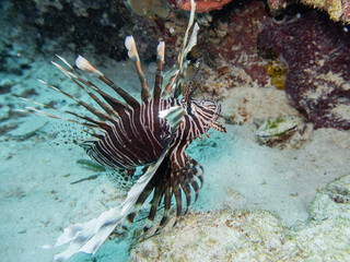 Lionfish (pterois volitans) predator and invasive at the caribbean reefs