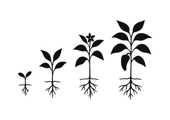 Stages of plant growth seedling to fruiting plant isolated on white background