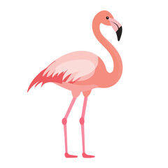 Fototapeta premium Flat 2D Flamingo illustration, vector graphic in icon style, on white background