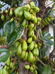 Fresh green starfruit (belimbing wuluh) ripening on tree branch, natural organic produce