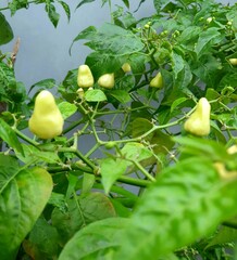 White chili peppers growing on a green plant in the garden