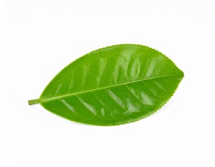 Obraz premium green leaf isolated on white