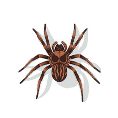Flat 2D Tarantula illustration, vector graphic in icon style, on white background