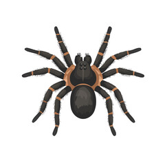 Tarantula, flat style 2D vector image, isolated on a white background