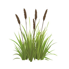 2D flat vector illustration of a Marsh Grass in icon style, isolated on white background