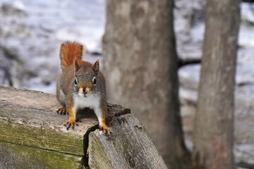 Red chipmunk in a park 