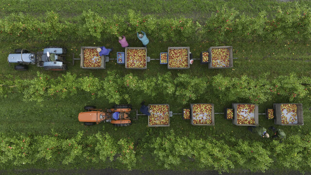 Aerial view of tractors laden with vibrant red apples traversing between rows of lush green trees, a scene of autumnal harvest, Lisserbroek, North Holland, Netherlands.