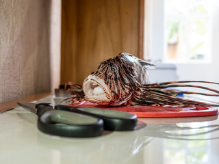 Lionfish (pterois volitans) on the table kitchen ready to be cleaned